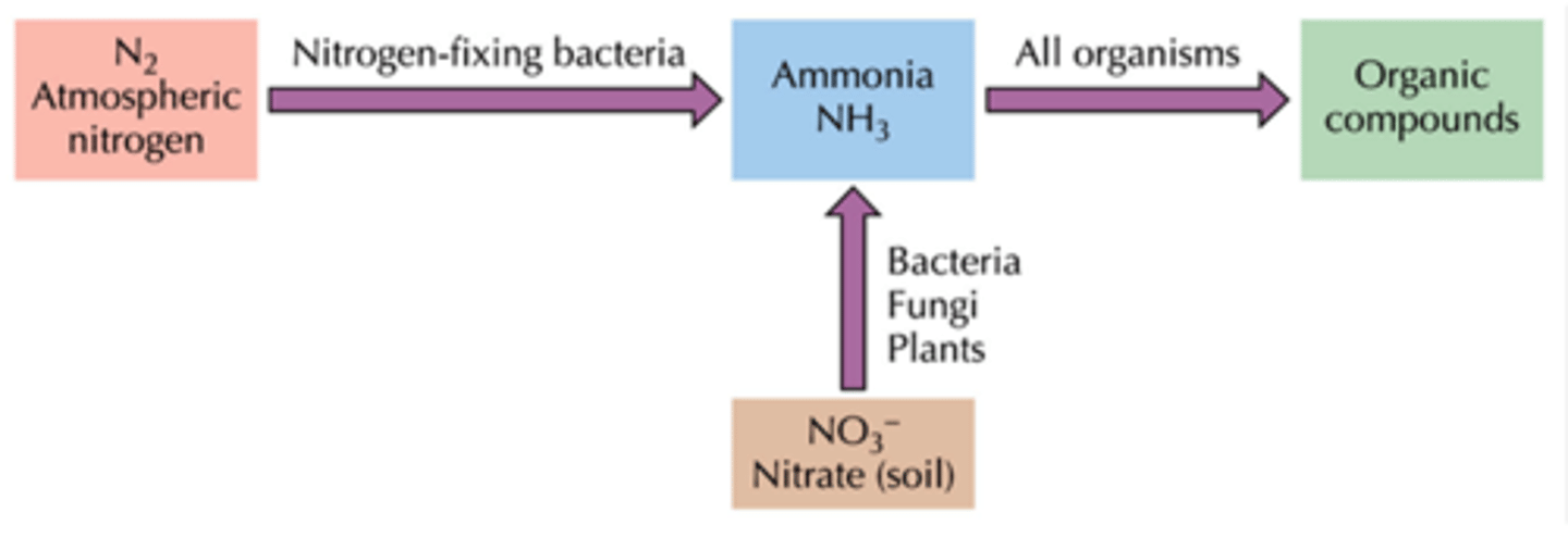<p>what happens during nitrate incorporation during the assimilation of nitrogen?</p>