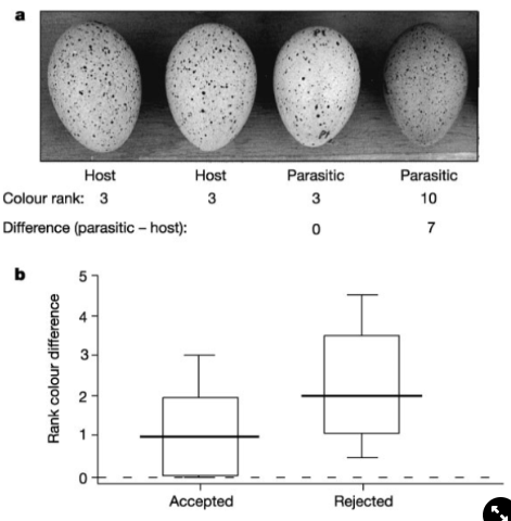 <ul><li><p>experiment→ looked at variation in egg colour in a nest of American coot, ranked colours, looked at differences between each egg colour</p></li><li><p>results→</p><ul><li><p>one colour matches very closely, one does not</p></li><li><p>are more likely to accept eggs similar in colour to own eggs</p></li></ul><p><strong>→ there are defences evolving to prevent egg parasitism</strong></p></li></ul>