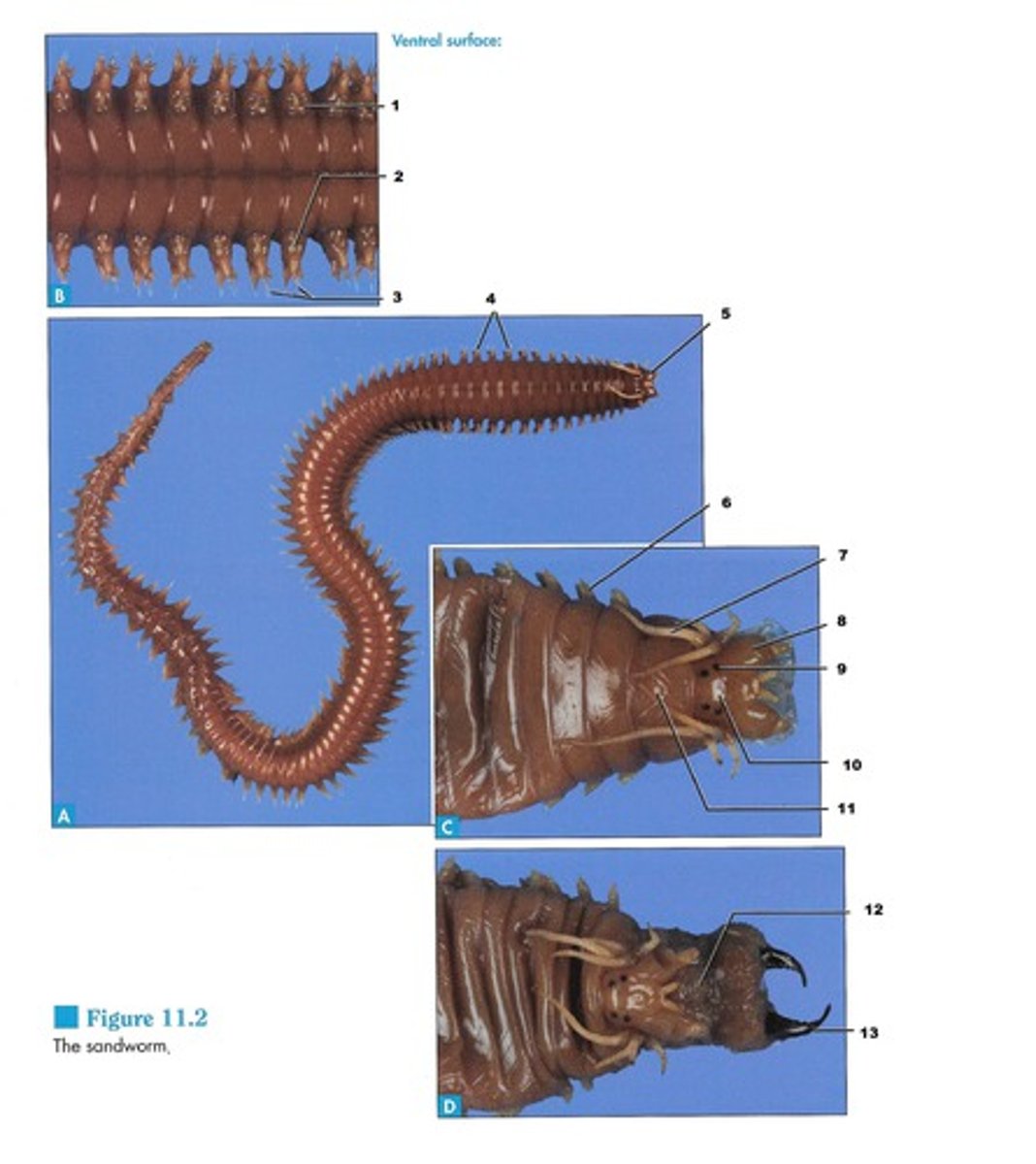 <p>grasping and ingesting food (bottom pic)</p>