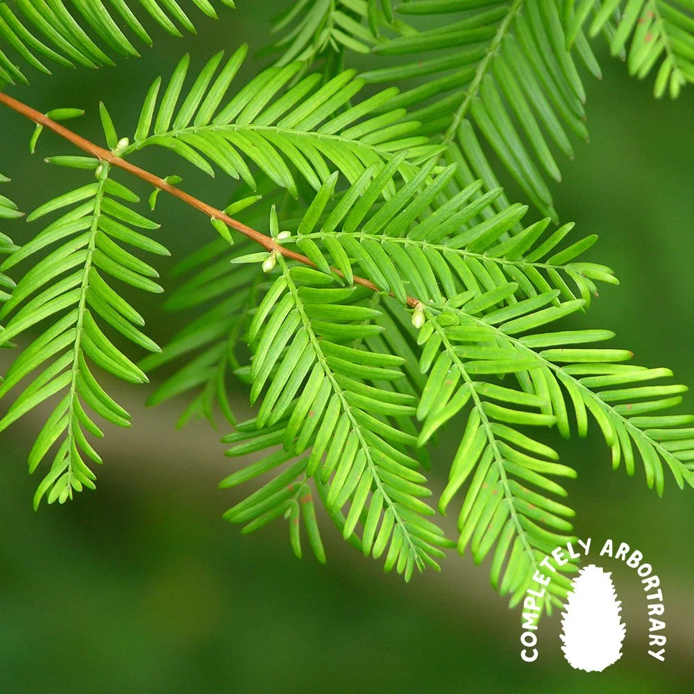 <p>Family: </p><p>Genus:</p><p>Species:</p><p>Common Name:</p>