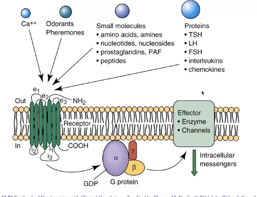 <ul><li><p>largest family of cell-surface receptors in many organisms</p></li><li><p>largest and among the most efficacious class of therapeutic targets</p></li><li><p>mutations in GPCRs are linked to many diseases (e.g. Usher syndrome - variable onset deafness and blindness)</p></li></ul><p></p>