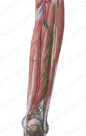 <p>supplies blood to lower leg</p>