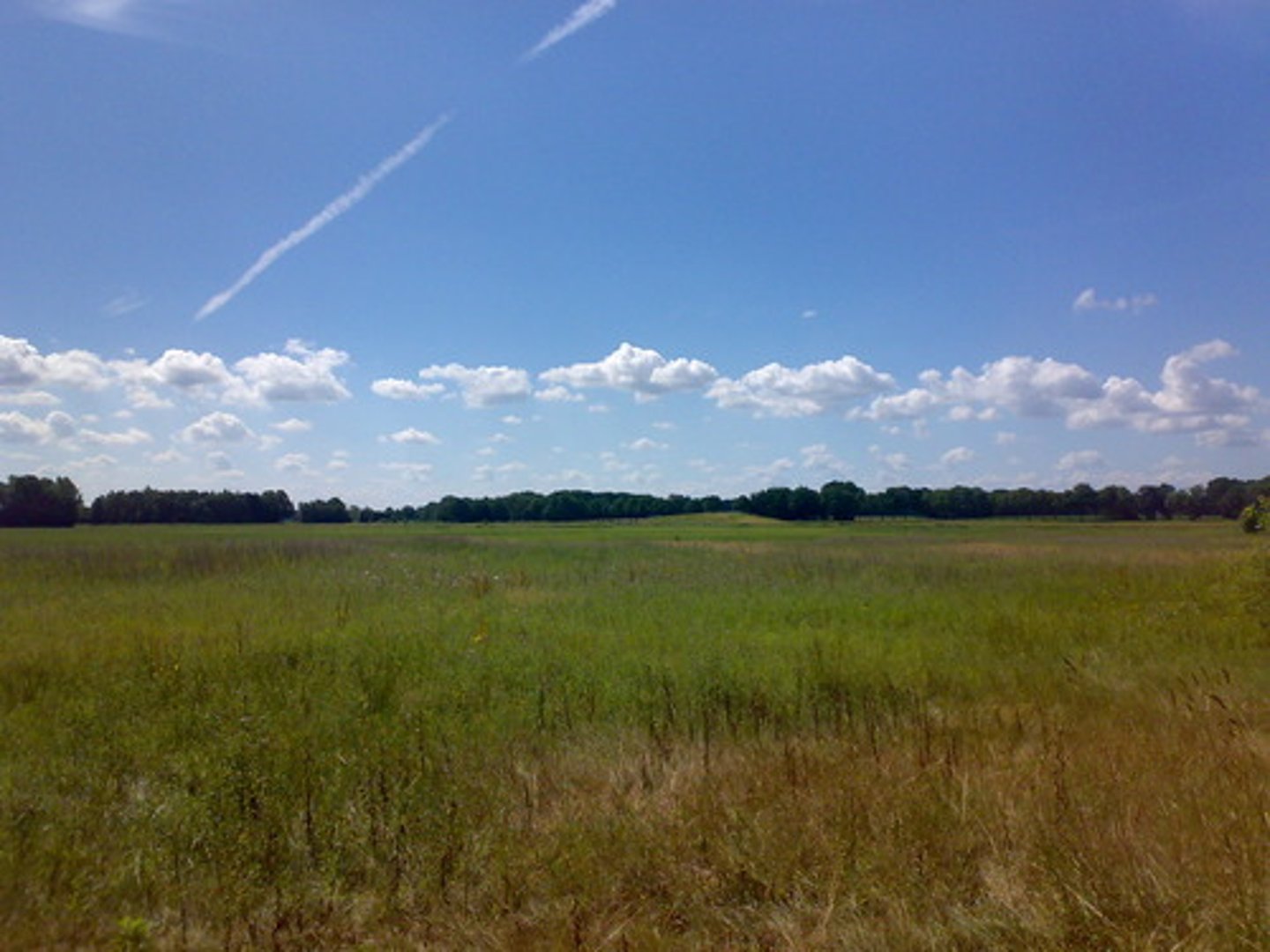 <p>-deep, rich topsoil, great for agriculture.</p><p>-seasonal drought, fire, grazing large mammals who prevent shrubs and trees establishment.</p>