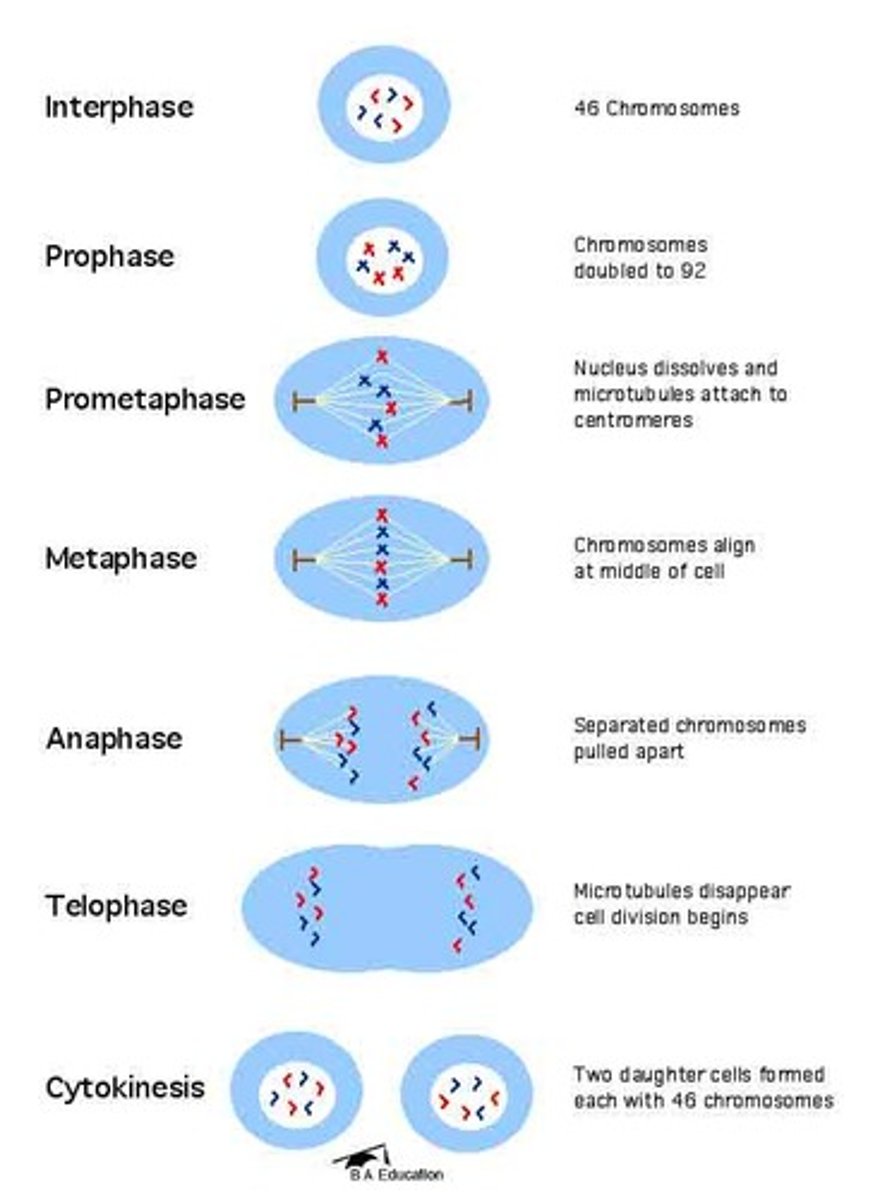 <p>prophase:</p><p>1. condense DNA to chromosomes</p><p>2. break down nuclear membrane</p><p>3. build mitotic spindle, centrioles move to poles</p><p>metaphase</p><p>1. spindle fibers attach to centromeres at kinetochores</p><p>2. align chromosomes at plate</p><p>anaphase:</p><p>1. sister chromatids separate</p><p>2. cytokinesis starts</p><p>telophase:</p><p>1. decondense DNA</p><p>2. reform nucleus</p><p>3. break down spindle</p><p>4. finish cytokinesis</p><p>cytokinesis:</p><p>1. actin helps split cell at cleavage furrow</p><p>"I piss milk at the cows"</p>