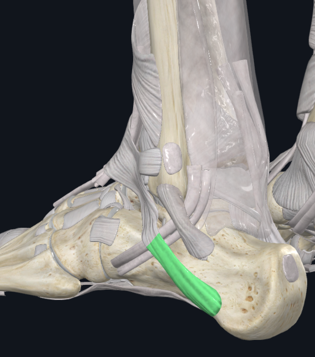 <p><span style="background-color: transparent;">Peroneal Retinaculum&nbsp;Inferior</span></p>