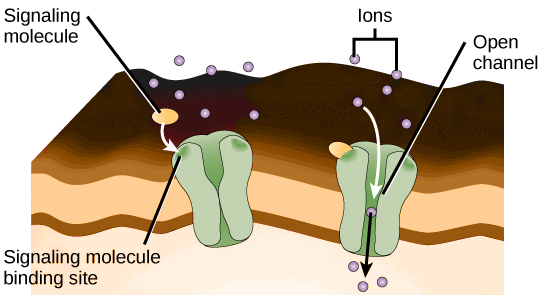 <p>Ligand-gated ion channels</p>