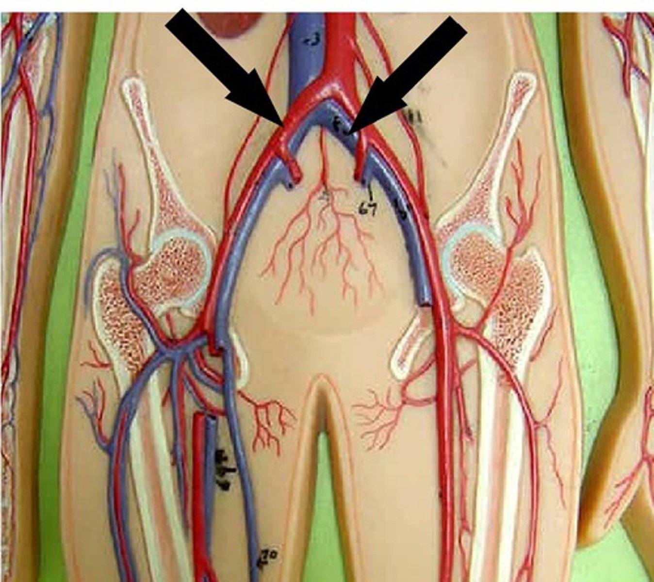 knowt flashcard image