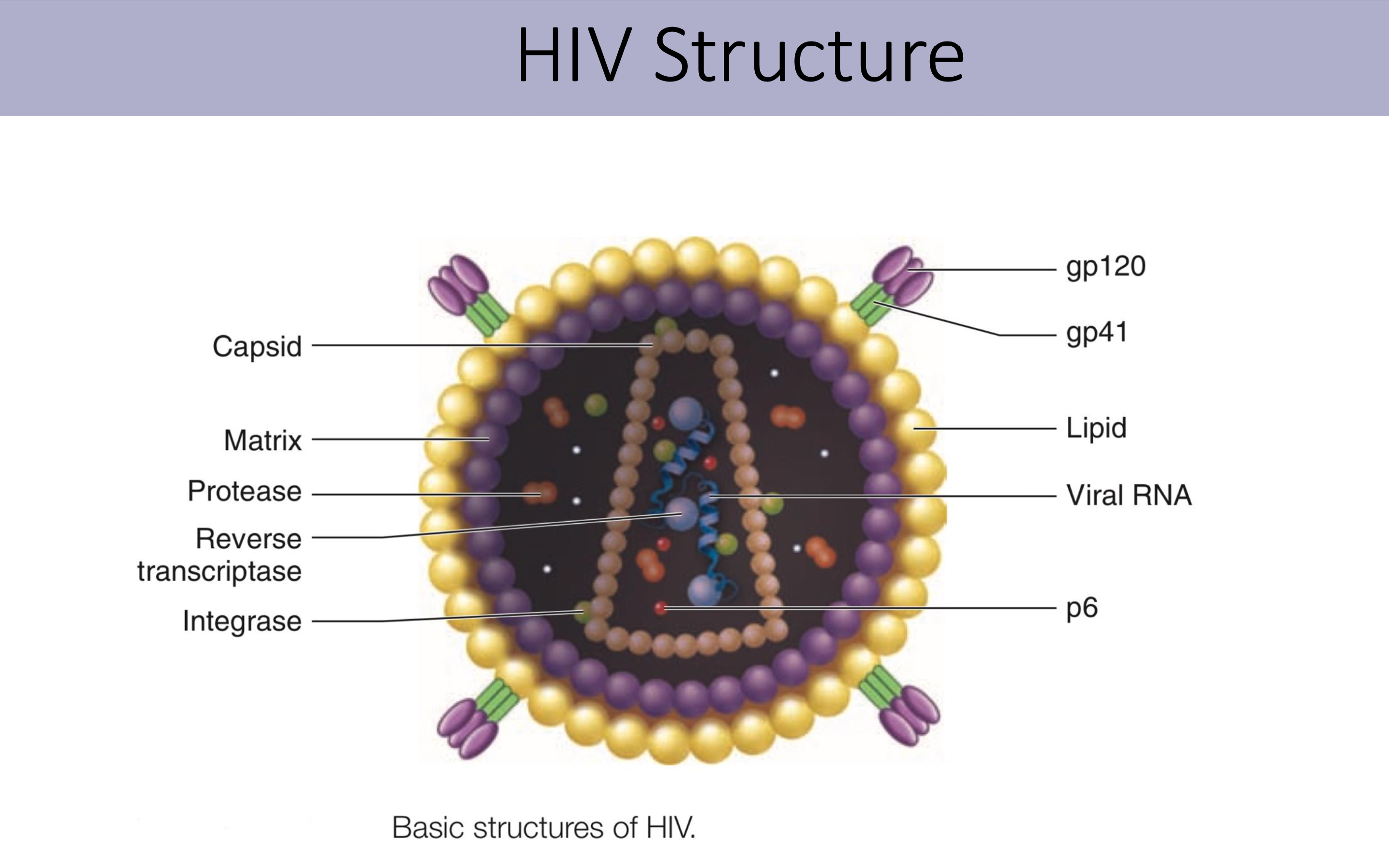 <p>Human Immunodeficiency Virus, a virus that attacks the immune system, specifically CD4 T cells, leading to acquired immunodeficiency syndrome (AIDS) if untreated. </p><ul><li><p><strong>Retrovirus</strong></p><ul><li><p class="p2">enveloped RNA viruses</p></li><li><p class="p2">uses reverse transcriptase in the conversion of viral RNA to DNA, which is then incorporated into the host genome.</p></li></ul></li><li><p class="p1"><span><strong>2 types:</strong></span></p><ul><li><p class="p1">HIV-1 (1981, global epidemic)</p></li><li><p class="p2">HIV-2 (West Africa)</p></li></ul><p class="p1"></p></li><li><p class="p1"><span><strong>Genus</strong> <em>Lentivirus</em>, <strong>family</strong> <em>Retroviridae</em></span></p></li></ul><p></p>