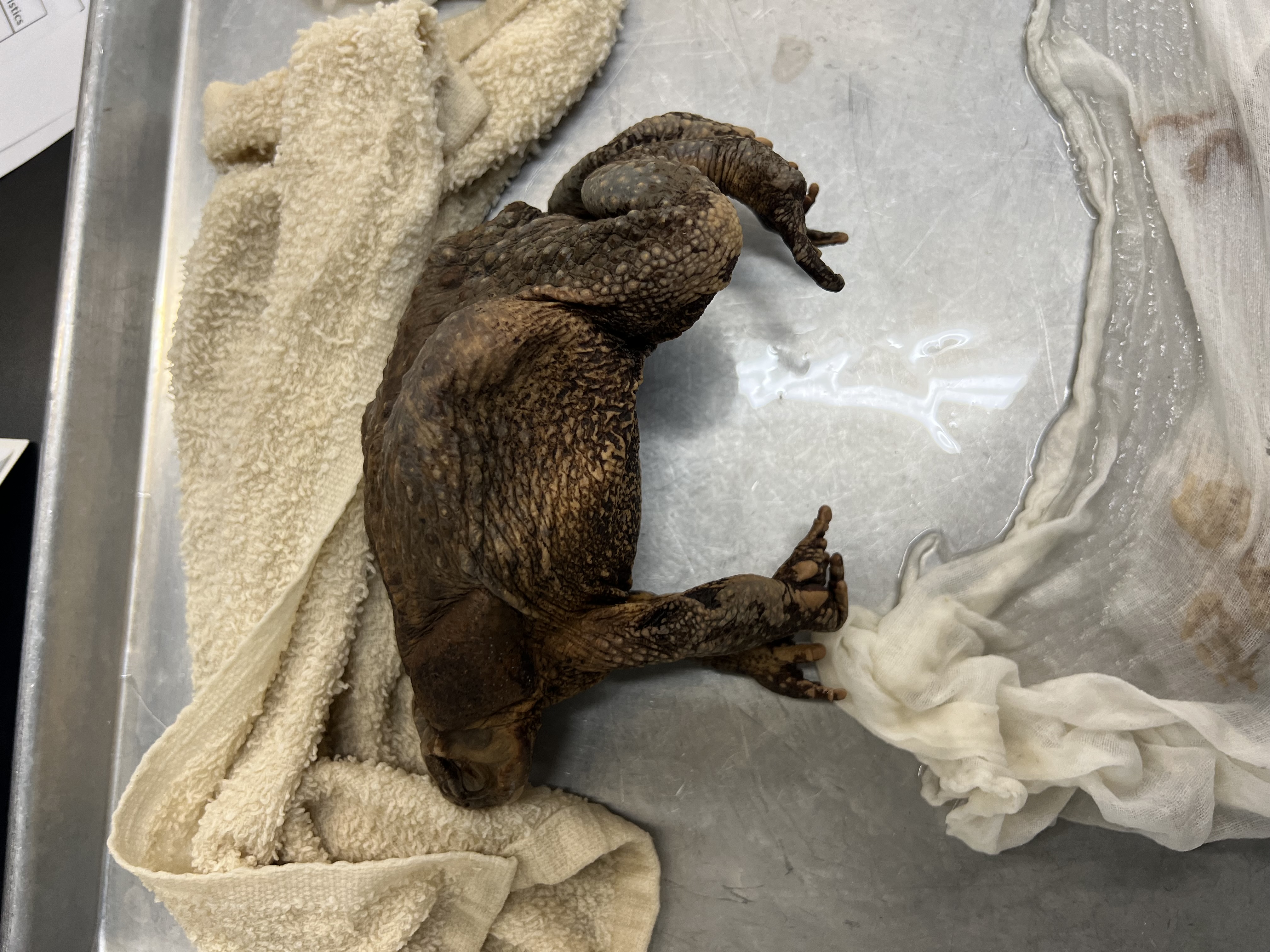 <p>What’s the <strong>common</strong> name?</p>