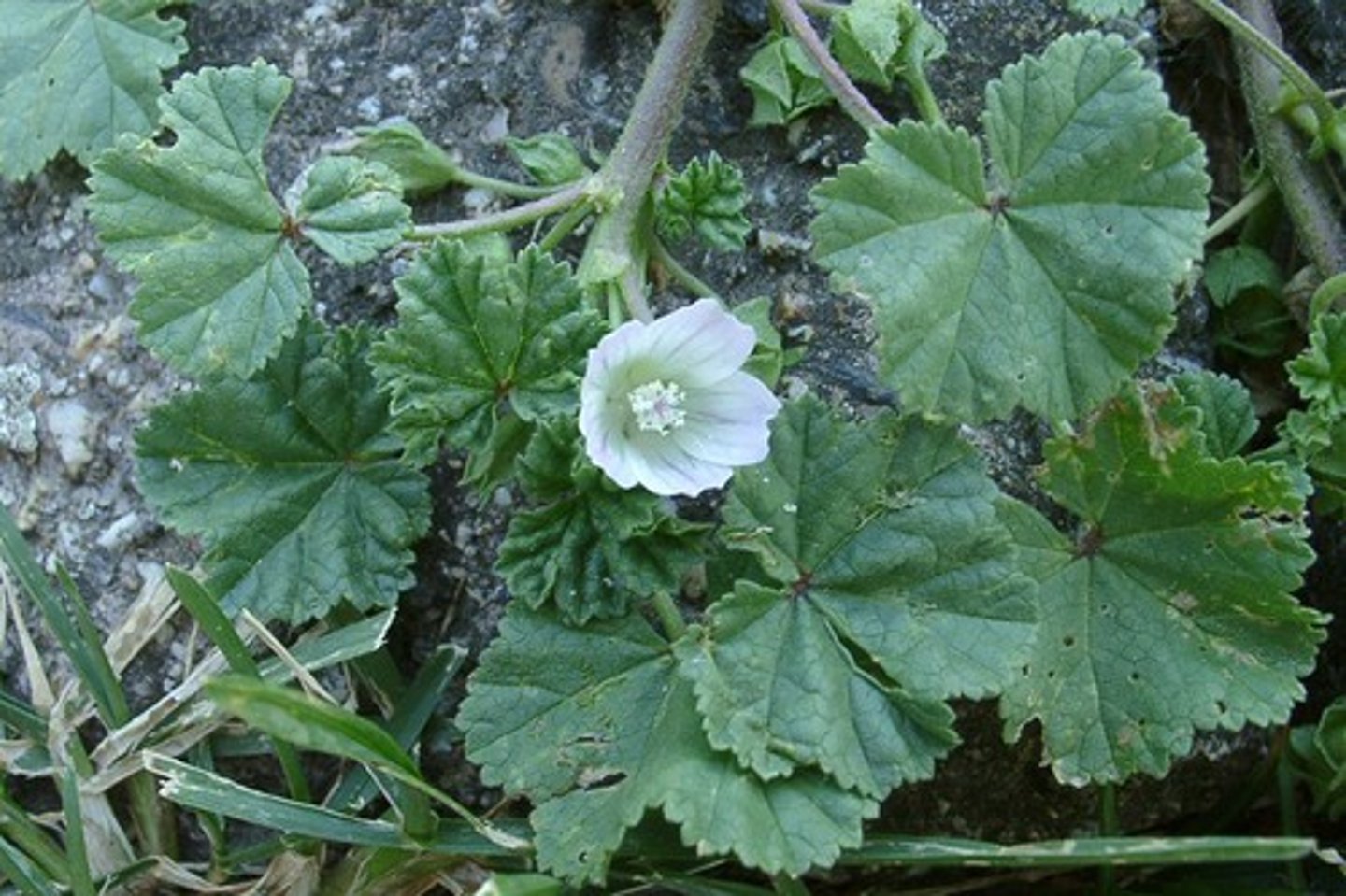 <ul><li><p>5-merous</p></li><li><p>palmate veined, rounded serrate leaves</p></li><li><p>hairs</p></li></ul><p>Genus</p>