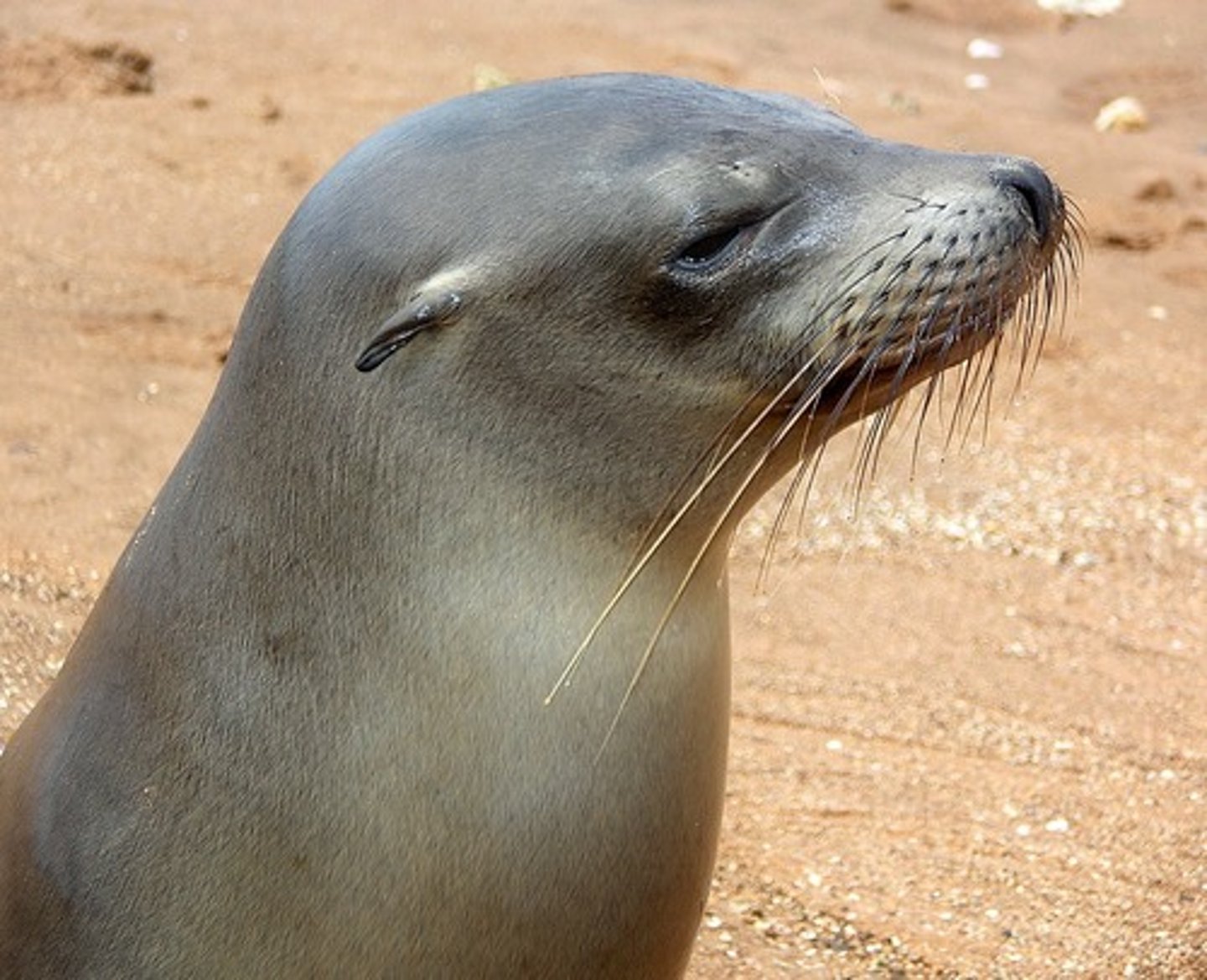 <p>Eared seals and sea lions</p><p>Small external ear</p><p>Better adapted for land than other pinnepeds, hind</p><p>flippers can be brought under body and used for</p><p>terrestrial locomotion</p>