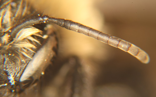 <p>Antennae</p>