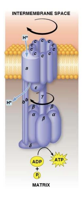 <ul><li><p>two b subunits and ten c subunits</p></li><li><p>a and b subunits are static</p></li><li><p><strong>c</strong> <strong>subunits</strong> - form a ring that acts as a gear and can rotate</p></li><li><p><strong>a subunit</strong> - proton channel</p></li><li><p><strong>2 b subunits</strong> - form the stator stalk which connects the F<sub>o</sub>F<sub>1</sub>&nbsp;complexes</p></li></ul><p></p>