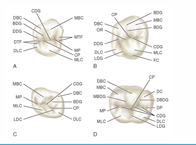 <p>-maxillary first molar: unique appearance, 3 cusps- MB/DB/Lingual, prominent MB cervical bulge</p><p>-mandibular first molar: unique in appearance, 4 cusps- MB/DB/ML/DL, prominent MB cervical bulge, transverse ridge</p>
