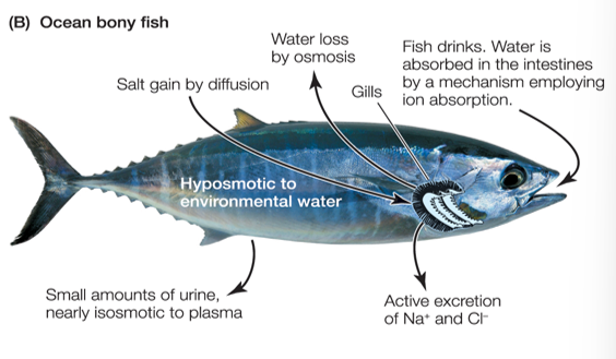<ul><li><p>Bony fishes are <u>hyposmotic</u> to seawater: tend to lose water by osmosis & gain ions by diffusion</p></li><li><p>Energy must be expended to compensate: drink seawater to gain water, in the intestine, ions are pumped out, & excess ions are excreted: <u>hyposmotic regulators</u></p></li></ul><p></p>
