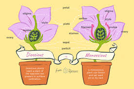 <p>Define monoecious vs. dioecious plants</p>
