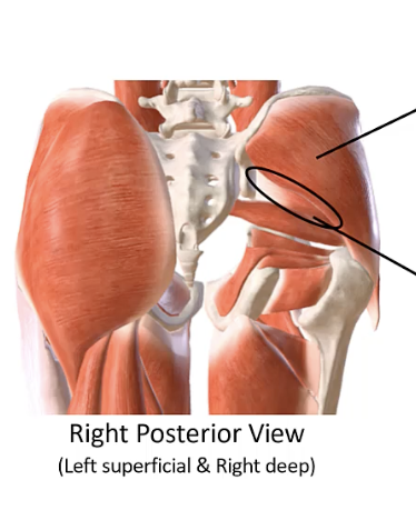 <p>A muscle located on the lateral aspect of the hip, originating from the ilium and inserting into the greater trochanter of the femur. Superficial to the gluteus minimus. </p>