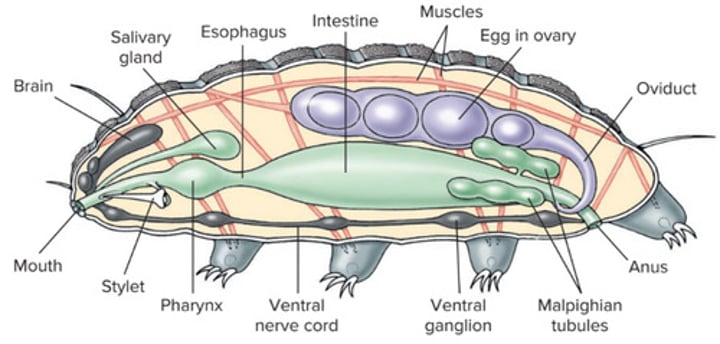 <p>Appendages: minute, unsegmented; long oval body; 4 pairs of stubby/fleshy/unjointed legs with claws<br>Cuticle: shed non-chitinous cuticle<br>Feeding: "piercing" stylet to feed on animal/plant tissues<br>Environment: terrestrial; live in water films on mosses, lichens, soils<br>Other: lack circ./resp. systems; Malpighian tubules (excretion of nitrogenous waste)</p>