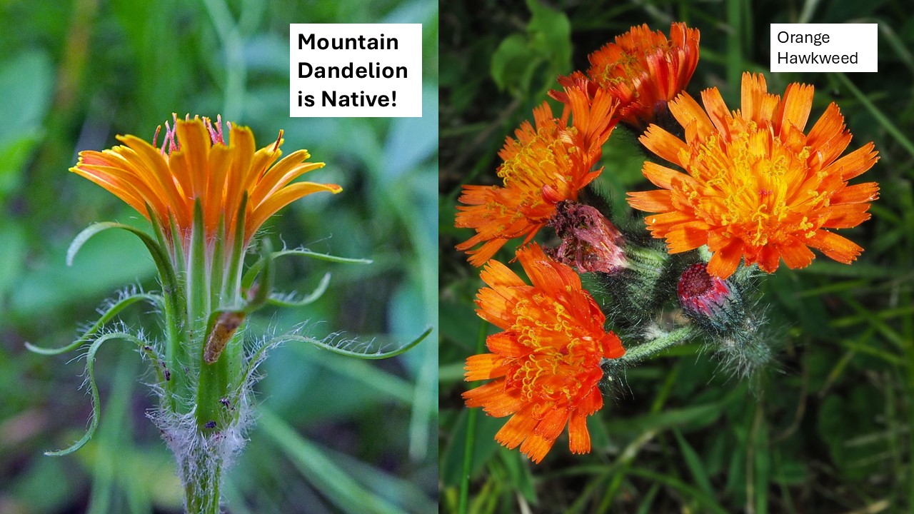 <p>The mountain dandelion is native! These two species look quite similar because of their orange flowers but you can tell them apart using their hairs. The mountain dandelion has white hairs while the orange hawkweed has characteristic black hairs. </p>