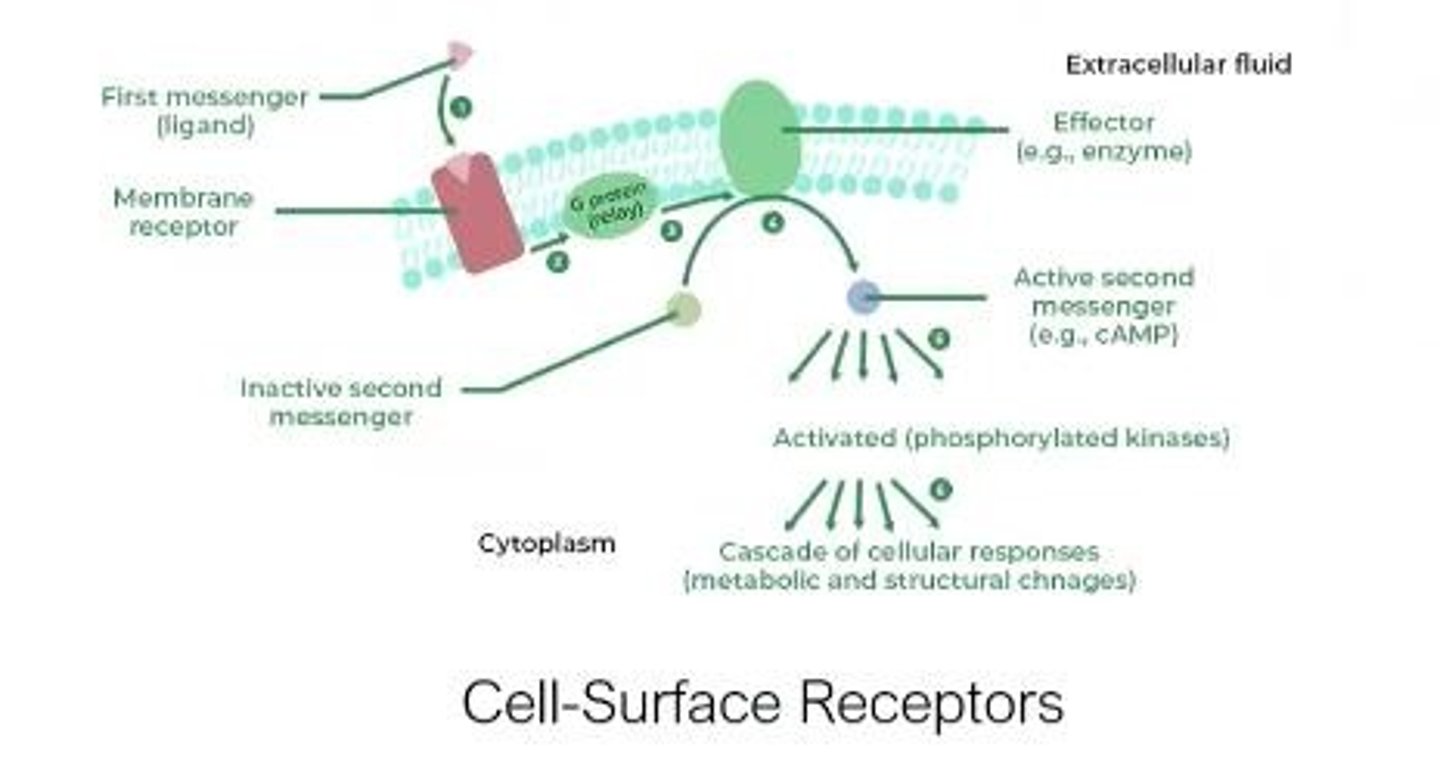 <p>Molecules where drugs bind to elicit responses.</p>