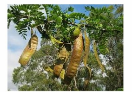 <p><strong>Gleditschia fera</strong></p><p>(G.<strong>australis,</strong> G.<strong>sinensis</strong>)</p><p>Caesalpiniaceae (họ Vang)</p>