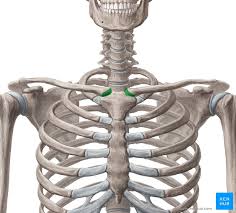 <p>sternoclavicular articulation</p><p>around T1 vertebral level </p>