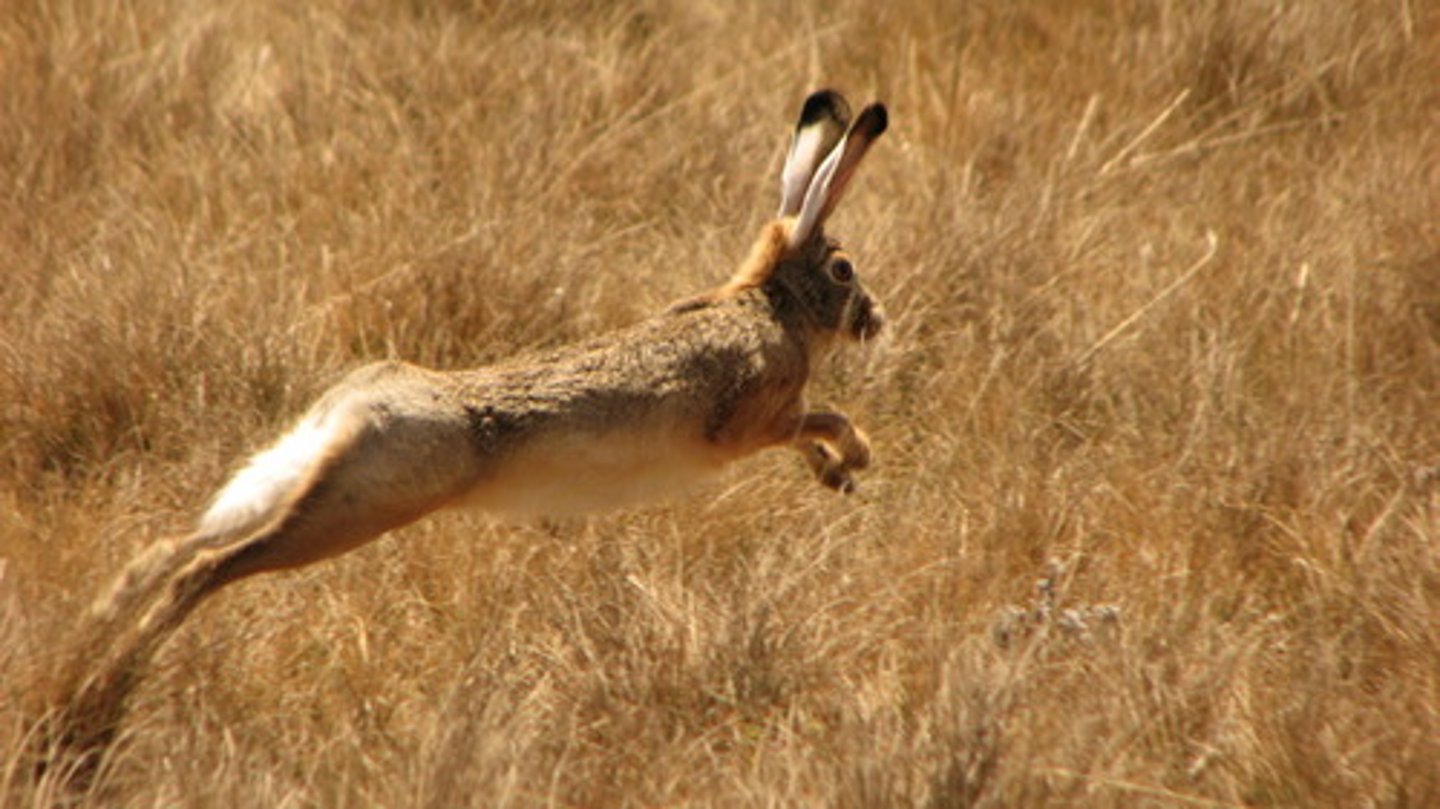 <p>hare</p>