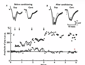 <p>Een langdurige versterking van synaptische transmissie die wordt veroorzaakt door herhaalde stimulatie.</p><p></p><p>ontdekt : tim bliss, per anderson, terje lomo</p><p></p><p>in levend konijn elektrode in tentate gyrus, wel verdoofd</p><p></p><p>x as is aantal uren </p><p>fEPSP </p><p>cirkels = twee verschillende pathways</p><p>in dichte steeds hoge freq stimulatie</p><p>pijljte > synapsen werden sterker, blijven ook sterker!</p><p>andere pathway niet sterker > synaps specifiek! </p>