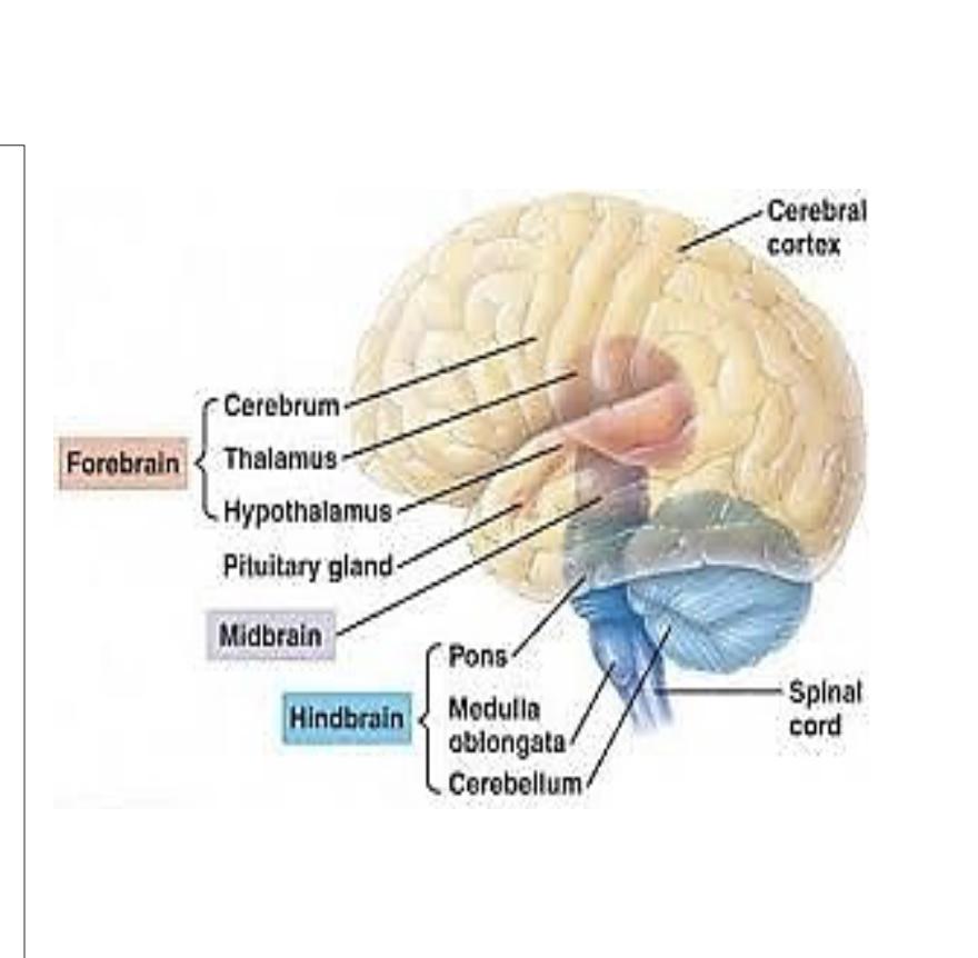 <p><span style="color: rgb(0, 0, 0);"><span>1. Cerebrum - thought, learning, speech,<br>reading, writing, emotions, muscle<br>functions<br>2. Thalamus - relay station for all sensory<br>information except smell; sleep,<br>wakefulness, consciousness, learning &<br>memory<br>3. Hypothalamus - coordinating station<br>for homeostasis; releases chemical<br>messages to the pituitary, regulates<br>emotional response, body temperature,<br>heart rate, appetite, thirst, sexual<br>behavior<br>4. Pituitary gland - master control gland<br>that secretes hormones for growth,<br>metabolism, and reproduction</span></span></p><p><span style="color: rgb(0, 0, 0);"><span>Midbrain- auditory and visual processing<br>(part of the brainstem)</span></span></p><p><span style="color: rgb(0, 0, 0);"><span>Hindbrain<br>1. pons - message station<br>between cerebrum, cerebellum<br>and spinal cord; eye and body<br>movement, sleep and arousal<br>(part of the brain stem)<br>2. medulla oblongata - control<br>center for heart and lungs;<br>unconscious acts-breathing,<br>swallowing, circulation, (part of<br>brain stem) note spinal cord<br>enters skull at the medulla<br>3. cerebellum - coordinates and<br>regulates muscular activity</span></span></p>