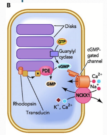 <p>An exchanger in the outer segment that moves 4 Na into the cell and 1 K &amp; 1 Ca out of the cell. </p>