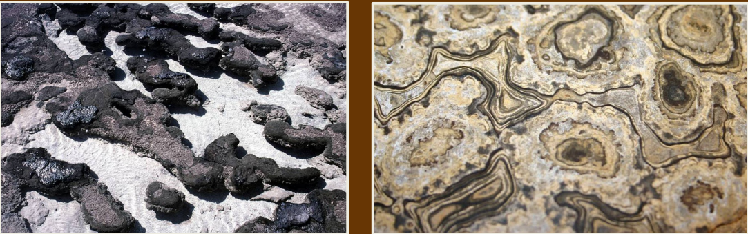 <p>Mounds of cyanobacteria that are bulbous masses of trapped CaCO3 material. Occur at different scales</p><p>left is modern stromatolite while right is ancient</p>