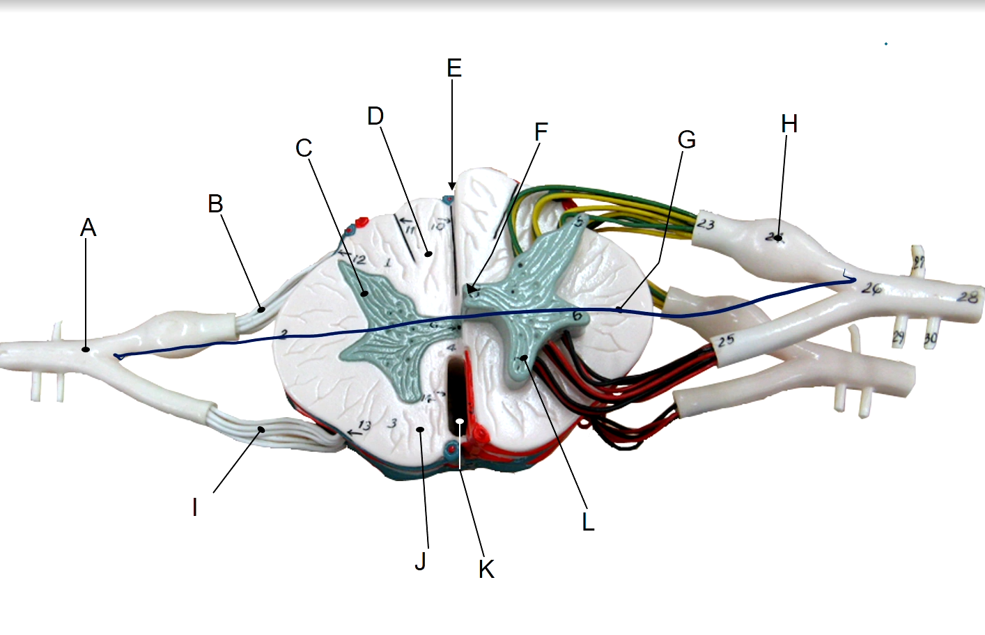 <p>H</p>