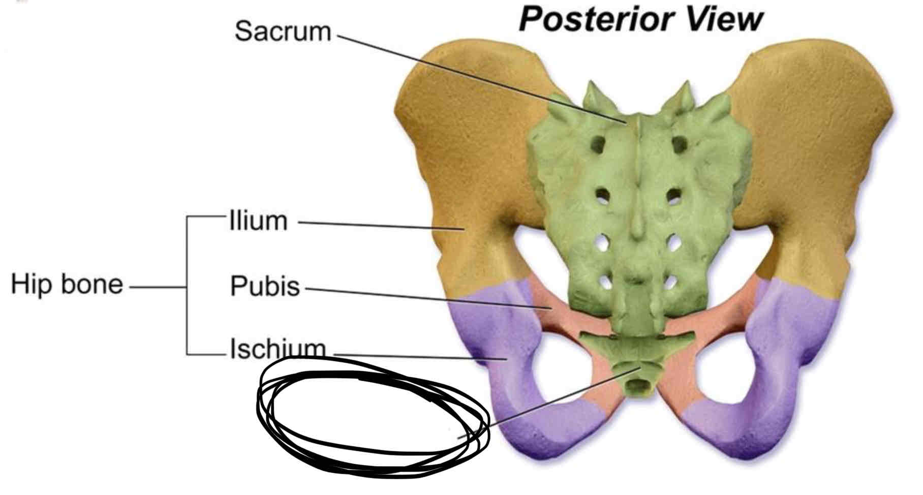 <p><span>The lateral margins of the hip</span></p>