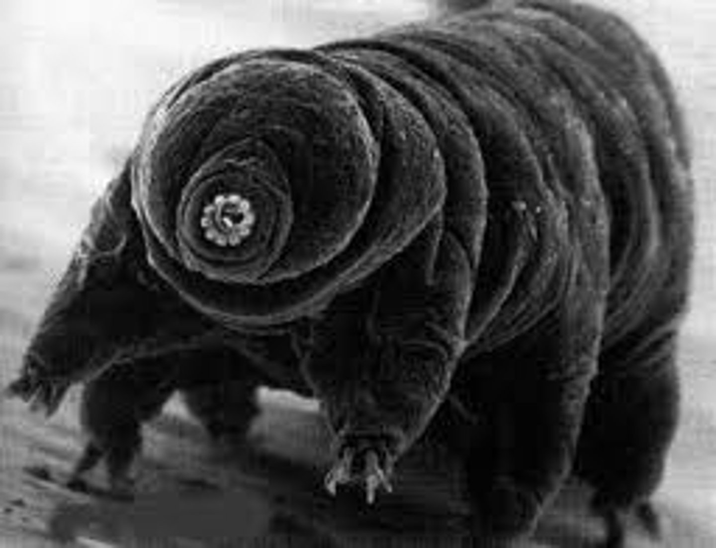 <p>water bear</p><p>•1000 spp.</p><p>• Very small - 0.3 - 0.5 mm</p><p>• Mosses, surface films, aquatic algae, barnacles</p><p>• Short, plump cylindrical body</p><p>• 4 prs. Stubby legs with claws (lobopods)</p><p>• Stylet apparatus</p><p>• Dorsal brain, ganglionated nerve cord</p><p>• Malphighian tubules</p><p>• Dioecious, singular gonad</p><p>• Mating/egg laying during molting</p><p>• Direct development</p><p>Cryptobiosis - "tun</p>