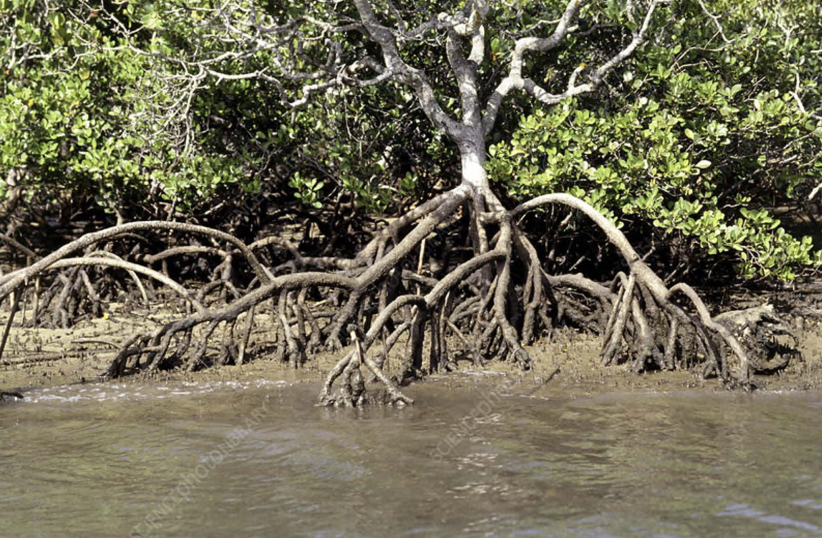 <ul><li><p>roots that go up the plant and sometimes function as a pneumatophore. Ex. orchids, mangroves</p></li><li><p>Modified Root</p></li></ul>