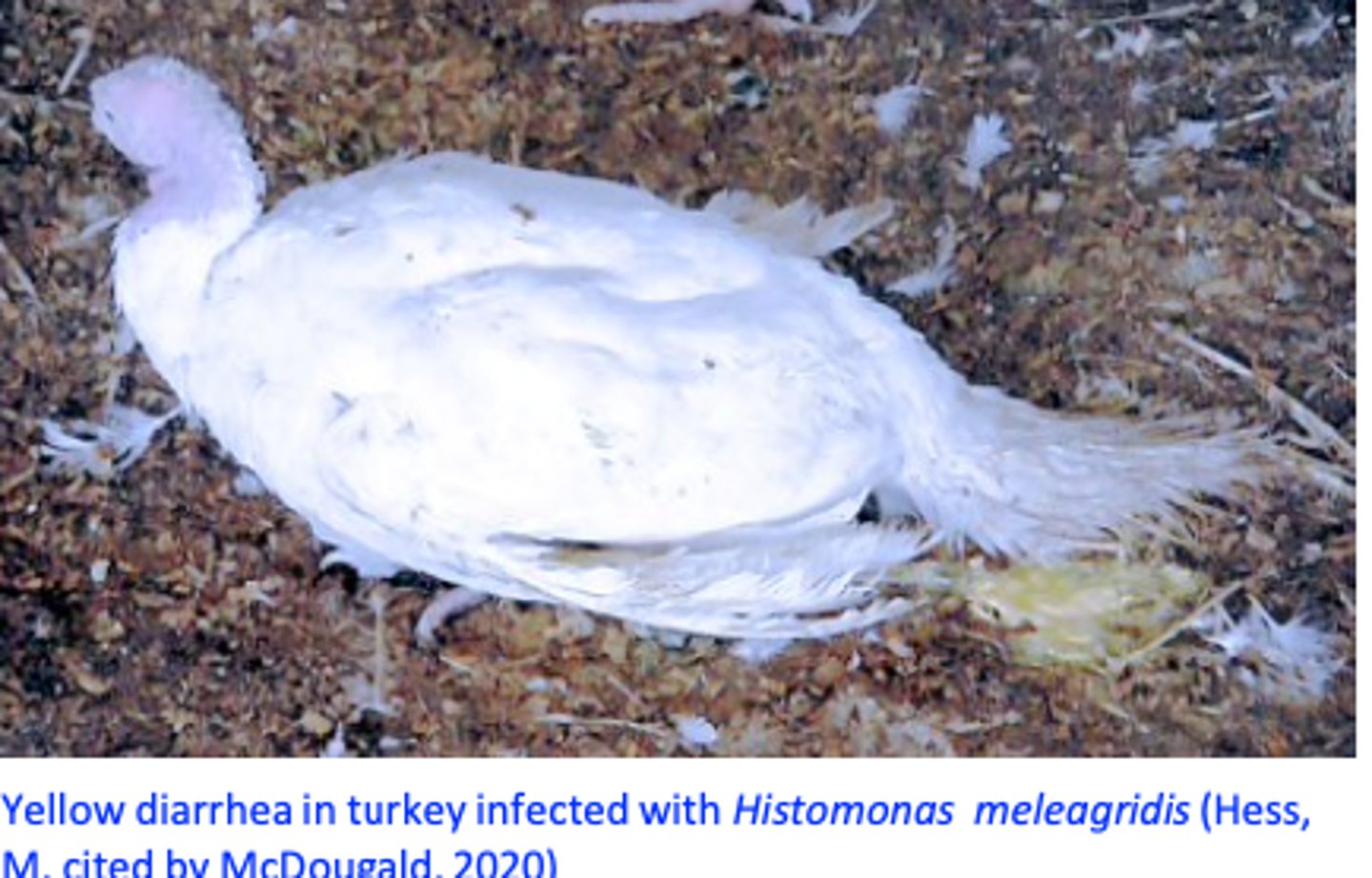 <p>• Host species: turkey,</p><p>• Intestinal flora: lesions can not be produced in germ-free turkey</p>