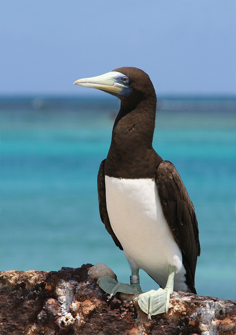 <p>Brown Booby</p>