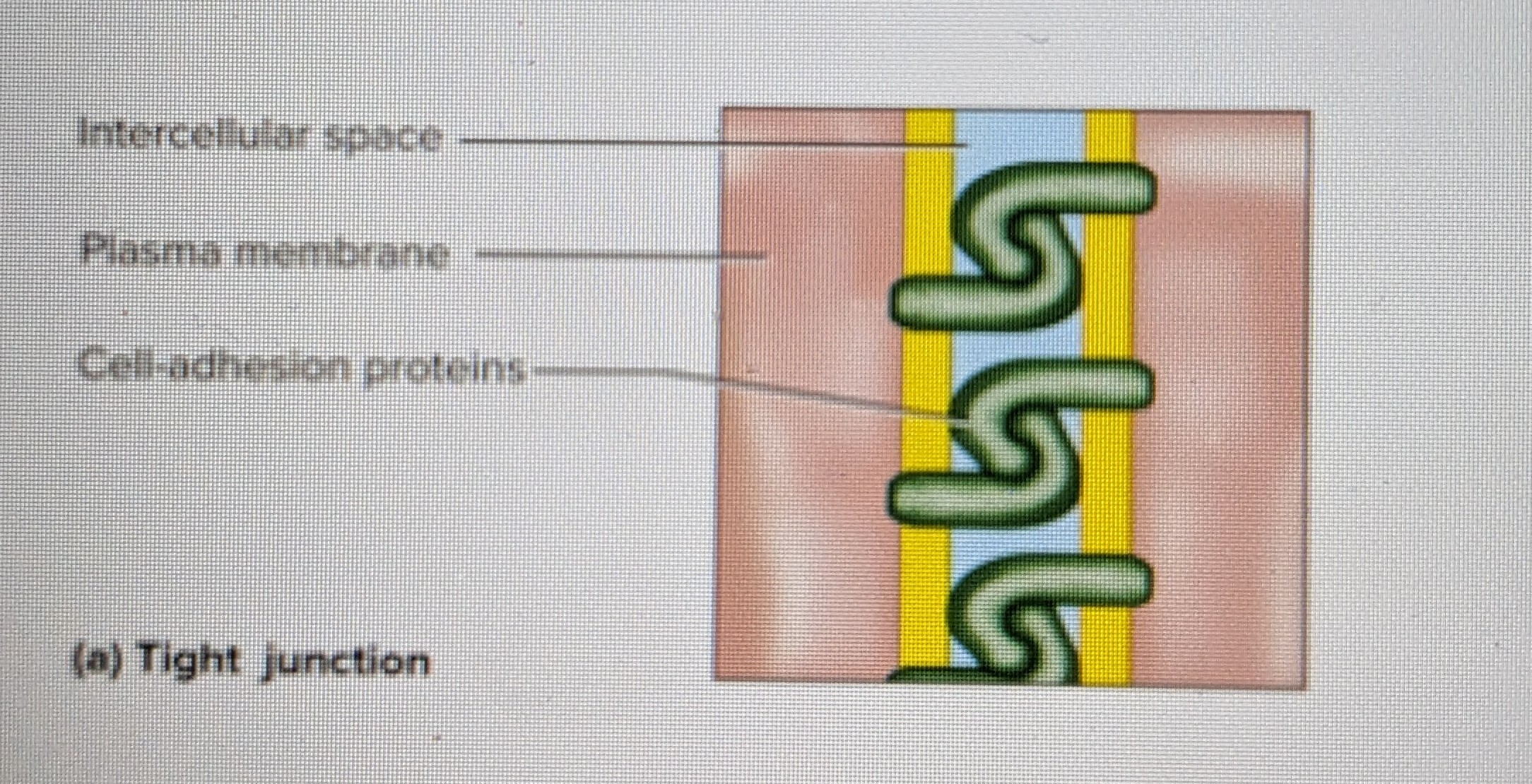 linkage between two adjacent cells by transmembrane cell-adhesion proteins

* in epithelia, they form a zone that completely encircles each cell near its apical pole 
* seals off intercellular space, making it difficult for substances to pass