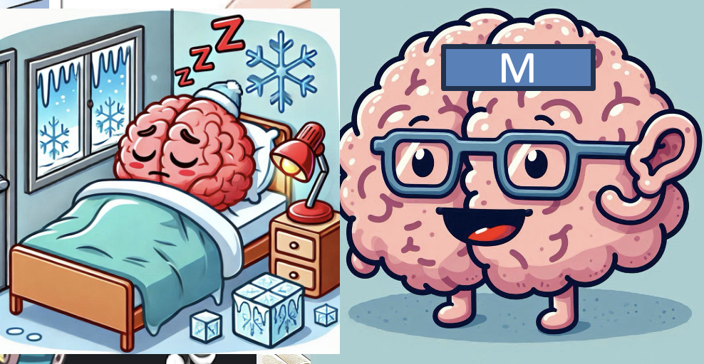 <p>b//w cerebral cortex and the hindbrain associated with </p><p>vision, hearing, arousal</p><p>sleep/wake &amp; temperature regulation </p>