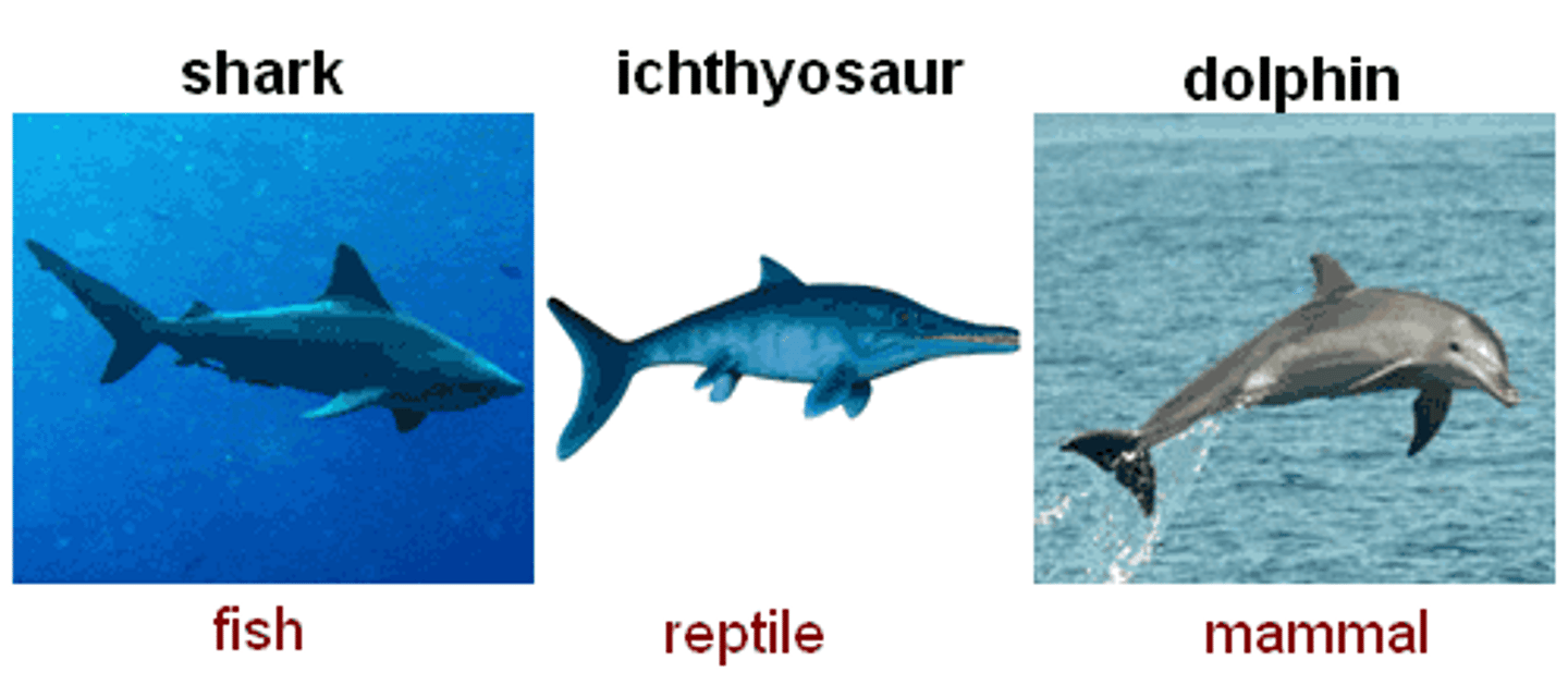 <p>Process by which unrelated organisms independently evolve similarities when adapting to similar environments</p>