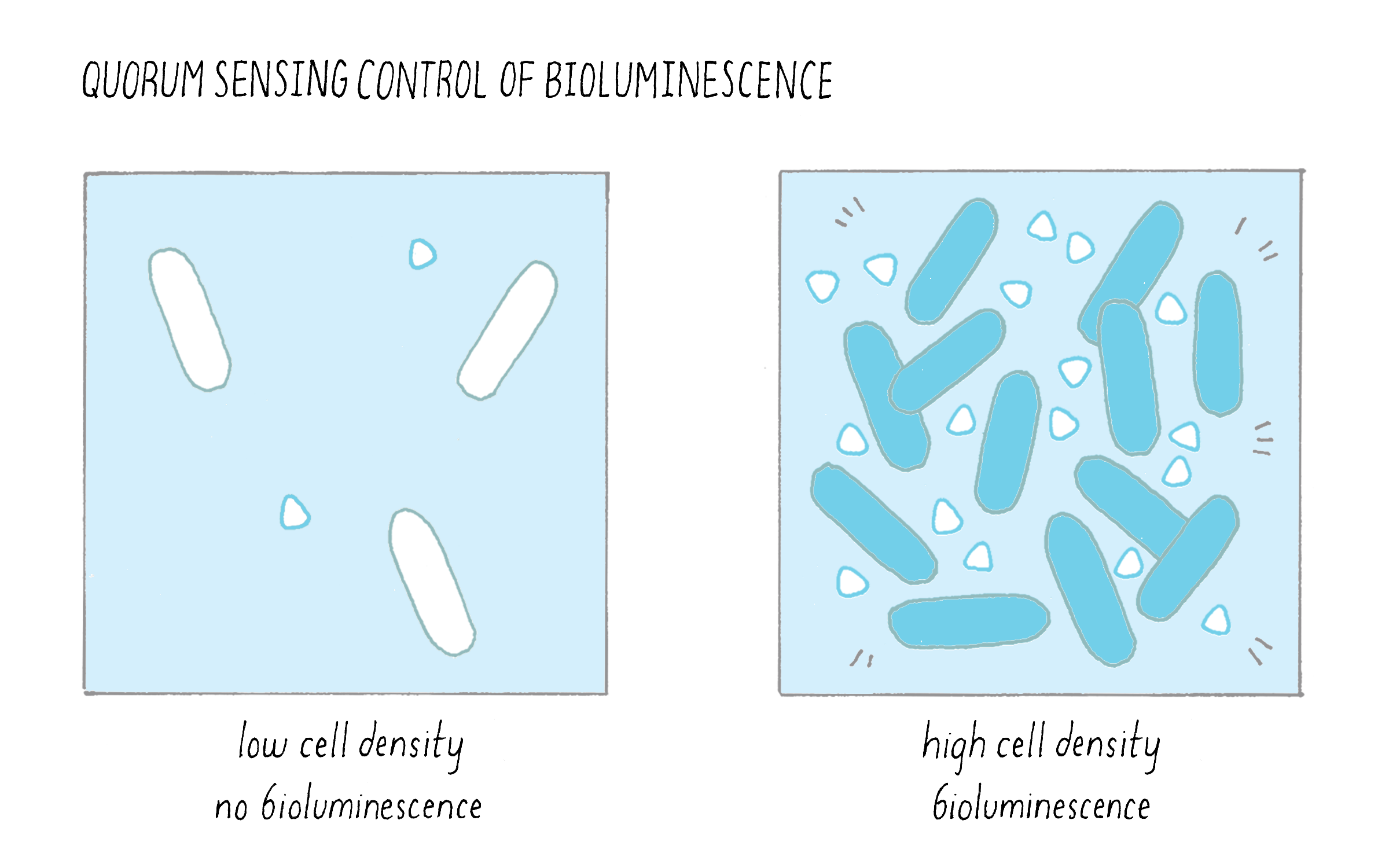 <p>Quorum sensing was first discovered in marine bacterium <em>Vibrio fischeri</em>. They have a symbiotic relationship with marine animals, especially the Hawaiian bobtail squid (<em>Euprymna scolopes</em>). </p><ol><li><p>Free-floating <em>V. fischeri</em> are captured by the squid, where they are housed in the light organ. </p></li><li><p>Individual <em>V. fischeri</em> reproduce. In their reproductive cycle, they also produce <strong>autoinducer</strong> molecules. </p></li><li><p>Autoinducer molecules pass through the cell membrane and cell wall to reach the exterior environment (inside the light organ). </p></li><li><p>As bacteria continue to reproduce, the <em>V. fischeri</em> population increases, and the concentration of the autoinducer also increases. </p></li><li><p>Once the concentration of the autoinducer reaches a threshold level, they move back into bacterial cells and bind to the LuxR protein (the receptor). </p></li><li><p>The <strong>LuxR</strong> protein binds to a DNA binding site known as the Lux Box. </p></li><li><p>The <strong>Lux Box</strong> is activated through this binding, so it produces <strong>luciferase</strong> (luminescent protein) which causes bioluminescence and illuminates the squid. </p></li></ol><p></p>