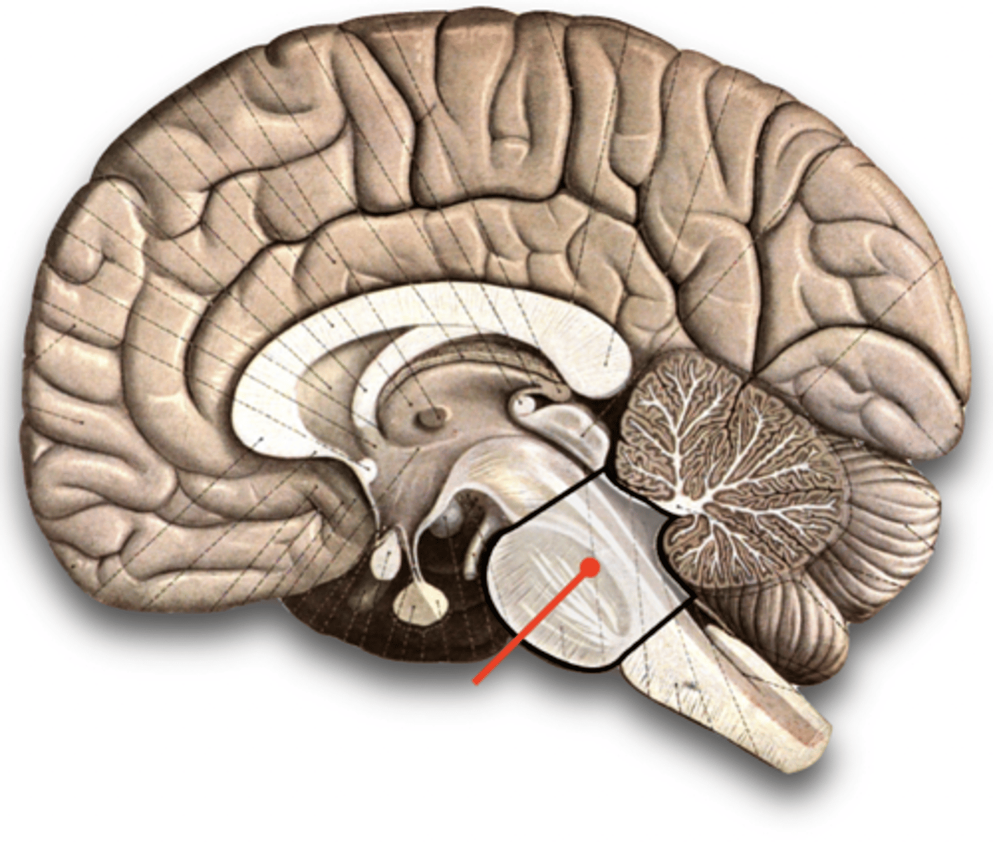 <p>Located between the midbrain and the medulla.</p><p>It has a great number of neurons that connect to the cerebellum and serves as a bridge between the cerebellum and the rest of the nervous system (pons means bridge).</p><p>Also serves as a bridge between the brain and spinal cord.</p><p>It is involved in many autonomic and sensory functions including arousal, respiratory processes, fine motor control, equilibrium, muscle tone, and the Circadian cycle (specifically regulating sleep).</p><p>Contains important centers that affect the rate and depth of inhalation/exhalation.</p>