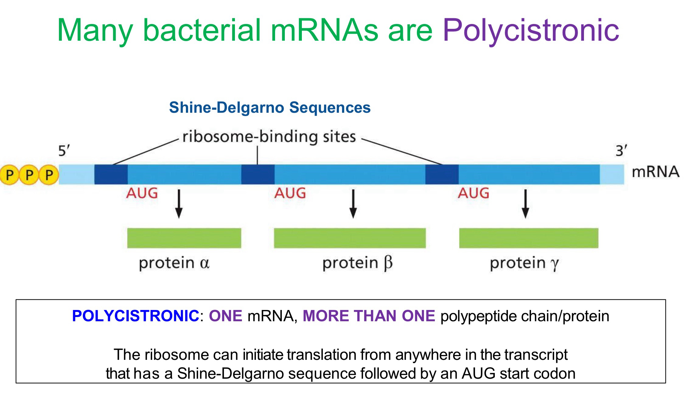 <p>why do bacteria have polycistronic mRNA </p>