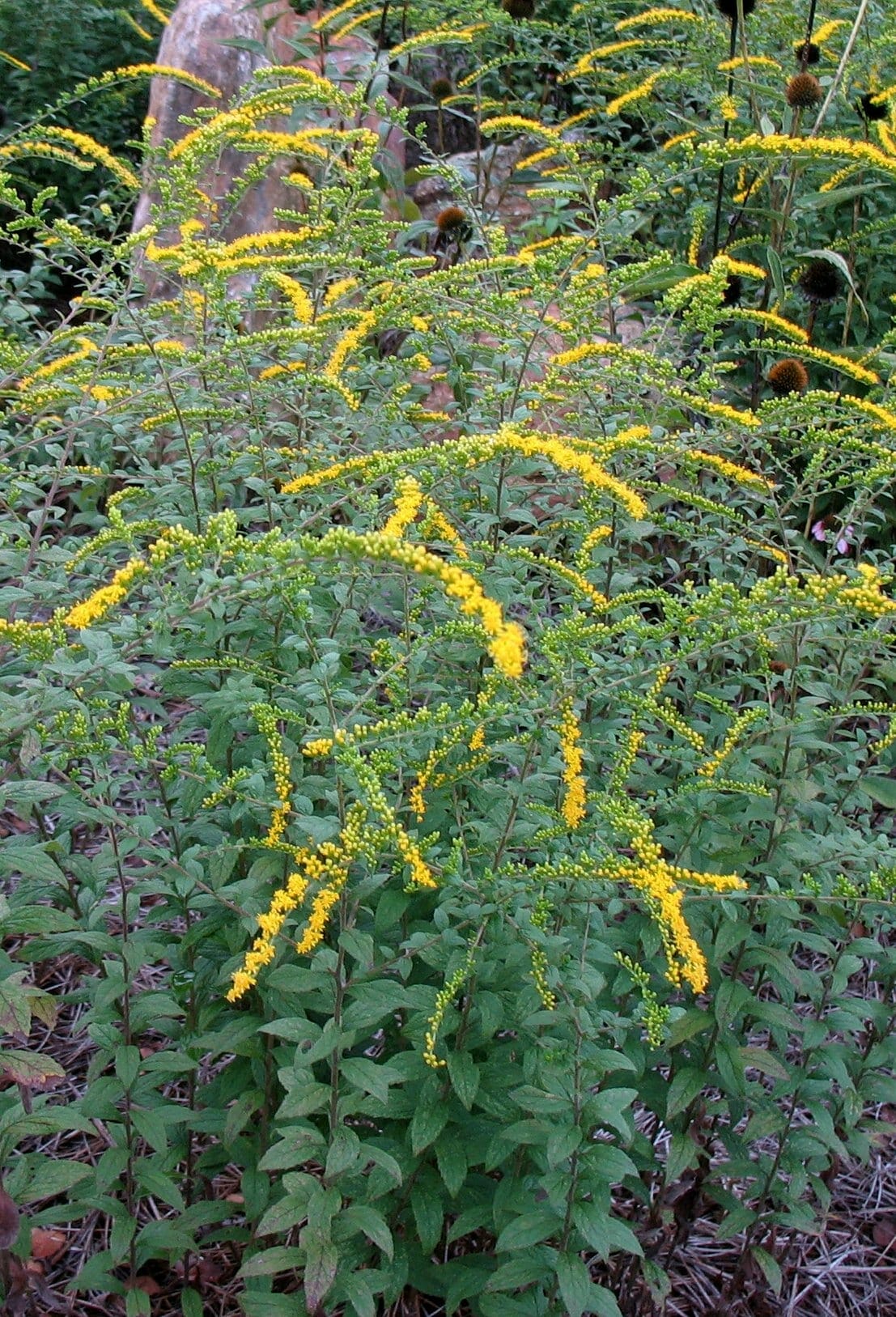 <p>Lance-like panicles of yellow florets, rough stem and foliage, tiny leaves near flowers, aggressive tendencies</p>
