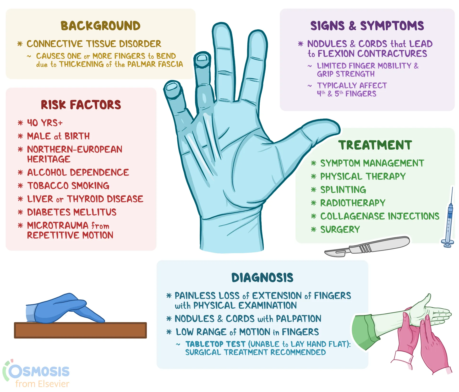 <p>-Disease of the fascia of palm/digits<br>-flexion deformity involving the digits</p><p>-conservative OT tx is NOT successful<br>-OT post surgery int: </p><ul><li><p>hand-based extension splint is ideal (not always possible if contracture/damage is too extensive so collab with surgeon in that case)</p></li><li><p>AROM/PROM (remove splint for ROM and bathing)</p></li><li><p>progress to strengthening when wound heals ~4 weeks</p></li><li><p>scar massage</p></li><li><p>Occupations that require gripping and release </p></li></ul><p></p>
