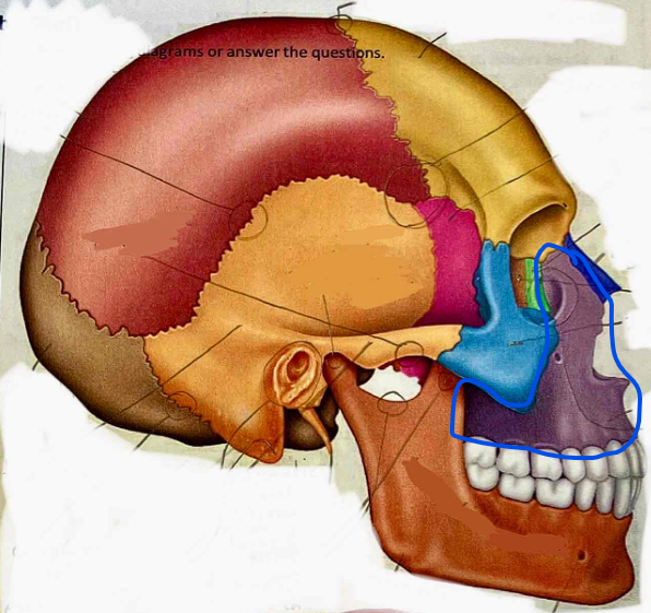 <p>Name the bone</p>