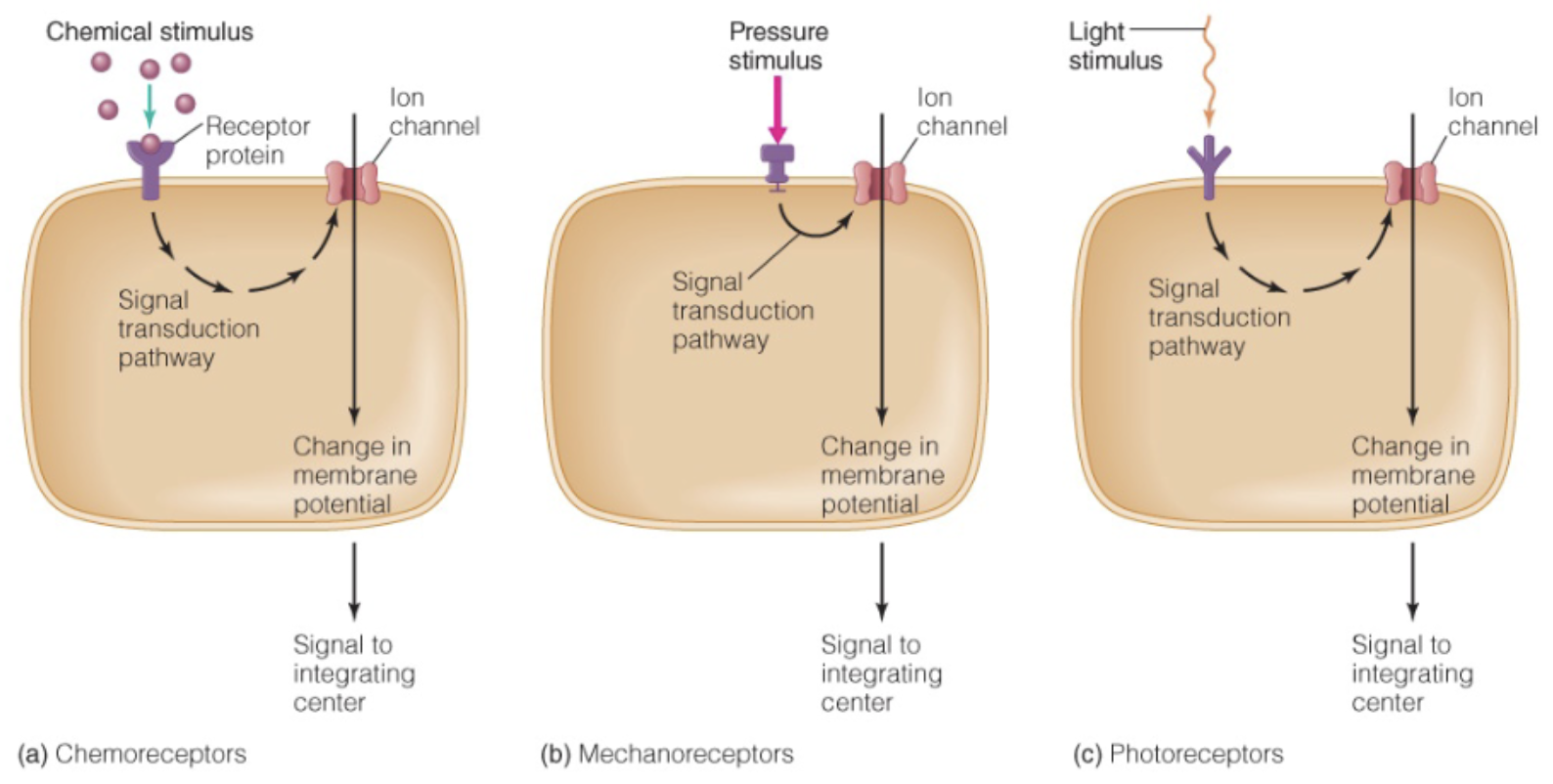 <ul><li><p>Convert incoming stimuli into changes in membrane potential</p><ul><li><p><strong>Chemoreceptors</strong></p></li><li><p><strong>Mechanoreceptors</strong></p></li><li><p><strong>Photoreceptors</strong></p></li></ul></li></ul><p></p>