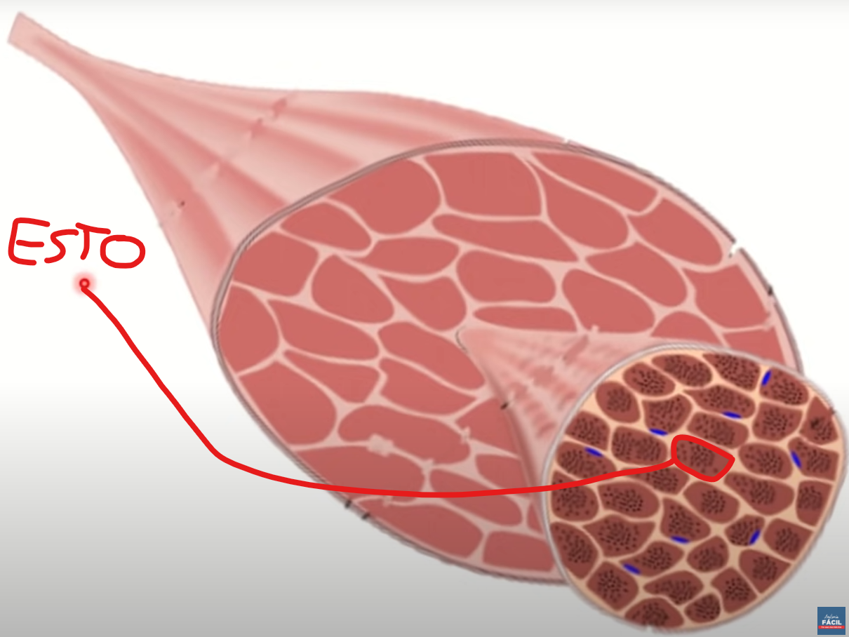 <p>La célula muscular. Es la<strong> fibra</strong> muscular.</p>