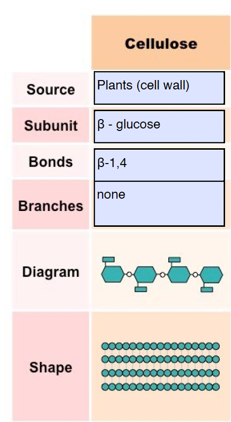 <ul><li><p><strong>β-glucose</strong> units alternate (every other one flipped 180°)</p></li><li><p>This prevents coiling → chains stay <strong>straight</strong></p></li><li><p>Parallel chains form <strong>microfibrils</strong></p></li><li><p><strong>Hydrogen bonds</strong> between chains give <strong>tensile strength</strong> (plant cell walls)</p></li></ul><p></p>