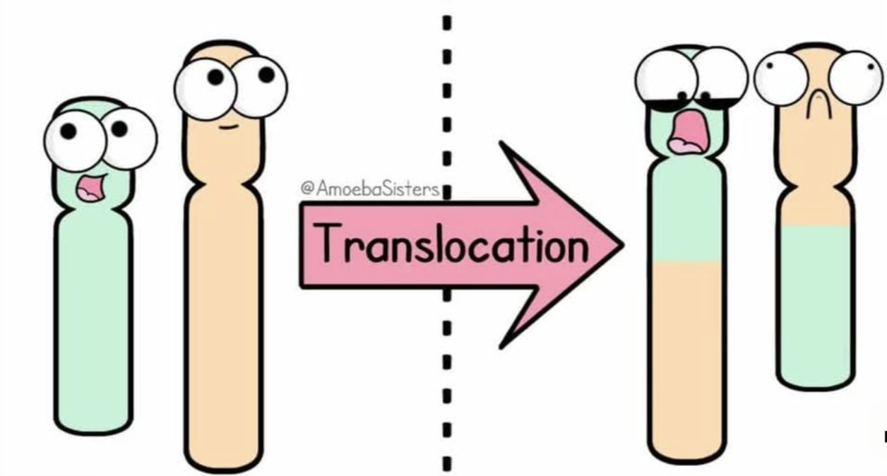 <p>reciprocal translocation</p>